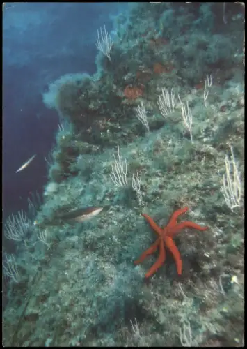 Ansichtskarte  Tiere Fische MEERESTIERE Seesterne Hornkorallen DDR AK 1984