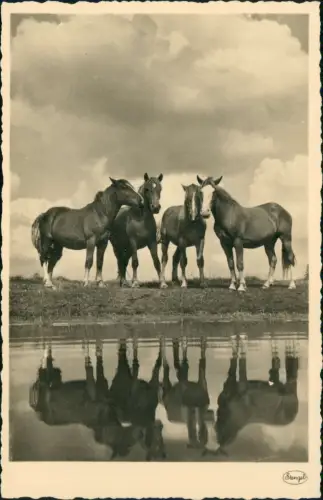 Ansichtskarte  Tiere - Pferde Pferd am See Fotokunst 1930