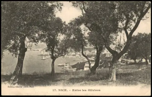 CPA Nizza Nice Ortsansicht Panorama, Entre les Oliviers 1910