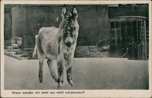 Ansichtskarte Meißen Weinschank Gebhard Stadtparkhöhe Esel 1934