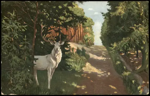 Ansichtskarte Weißer Hirsch-Dresden Weg nach der Heidemühle 1913
