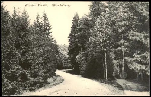 Ansichtskarte Weißer Hirsch-Dresden Gänsefußweg. Waldpark 1913