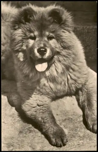 Ansichtskarte  Tiere Hund Dog Chow-Chow DDR Postkarte 1963