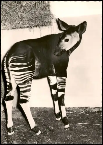 Ansichtskarte Leipzig Tiere Tier Okapi im Leipziger Zoo DDR Postkarte 1961