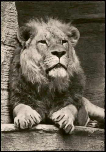 Ansichtskarte Leipzig Tiere Löwen: Löwe im Leipziger Zoo DDR AK 1961