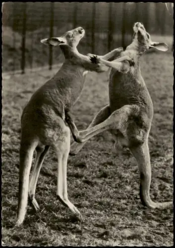 Friedrichsfelde-Berlin DDR AK Streitende Rote Riesen Känguruh Tierpark   1959