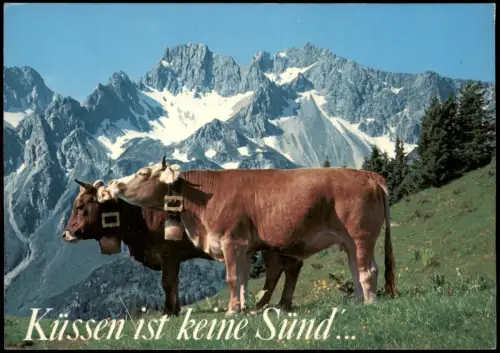 Ansichtskarte .Bayern Küssen ist keine Sünd (Kühe vor Alpen Berge) 1980