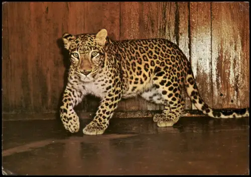 Ansichtskarte Mitte-Berlin Tierpark: Afghanischer Leopard 1975