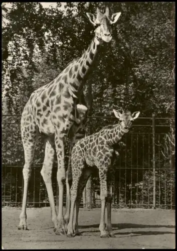 Ansichtskarte  Tiere Giraffen Giraffe mit Kalb (DDR Karte) 1978