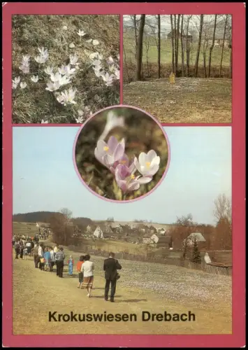 Drebach (Erzgebirge) Mehrbildkarte Krokus-Wiesen in Drebach (Kr. Zschopau) 1987