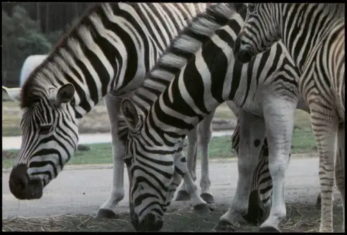 Hodenhagen Serengeti-Tierpark Zebra Steppenzebra (Equus quagga) 1980