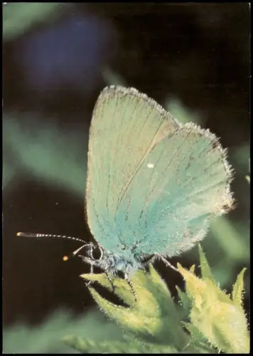 Ansichtskarte  Tiere - Schmetterling - Callophys rubi L. 1982
