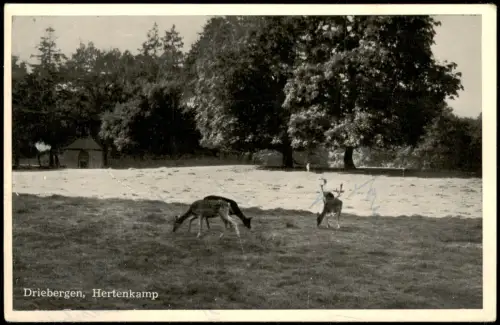 Postkaart Driebergen-Rijsenburg Hertenkamp mit Hirschen 1960