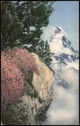 Ansichtskarte Zermatt Matterhorn mit Alpenrosen 1915