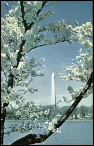 Postcard Washington D.C. Washington Monument mit Kirschblüten 1960