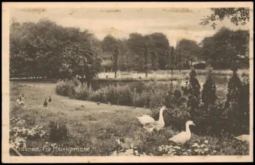 Postcard Odense Parklandschaft Munkemose mit Gänsen am Wasser 1949