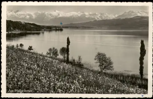 Ansichtskarte .Schweiz Blick über den Hallwilersee auf die Alpen 1939