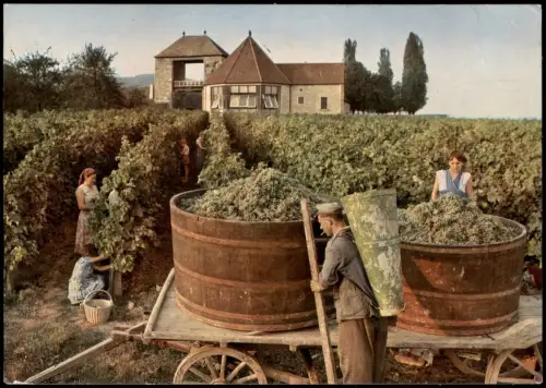 Ansichtskarte Schweigen Rechtenbach Deutsches Weintor Weinlese 1979  Frankreich