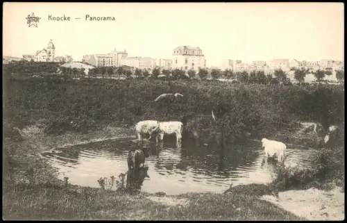 Postkaart Knokke-Heist Kühe vor der Stadt 1915