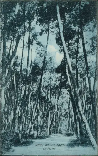 Cartolina Viareggio La Pineta 1912  Toskana Toscana