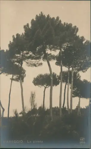 Cartolina Viareggio La pineta - Fotokarte 1922