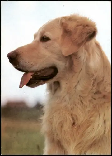 Ansichtskarte  Hund Hunderasse Hovawart 1982