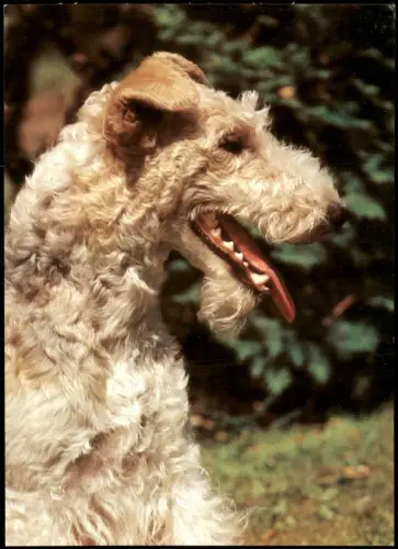 Ansichtskarte  Tiere - Hunde; DDR AK Hund Dog Drahthaarfoxterrier 1982