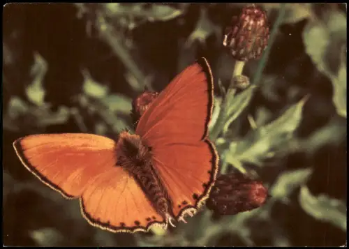 Tiere Schmetterling Butterfly DDR AK DUKATENFALTER FEUERFALTER 1982