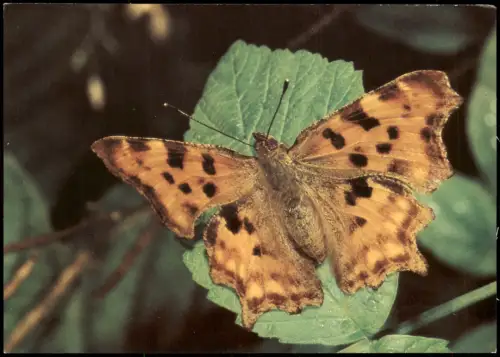 DDR AK Tiere: Schmetterling Butterfly C-FALTER Polygonia c-album L. 1982