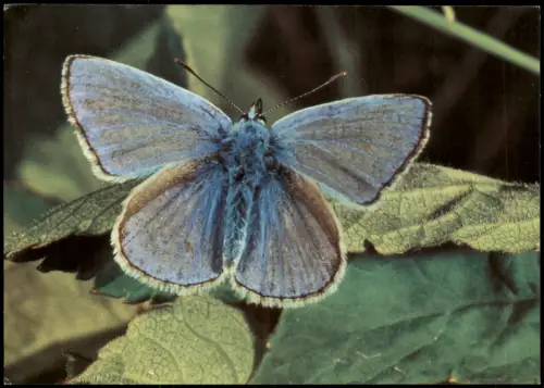 Ansichtskarte  DDR AK Tiere: Butterfly Schmetterling GEMEINER BLÄULING 1982