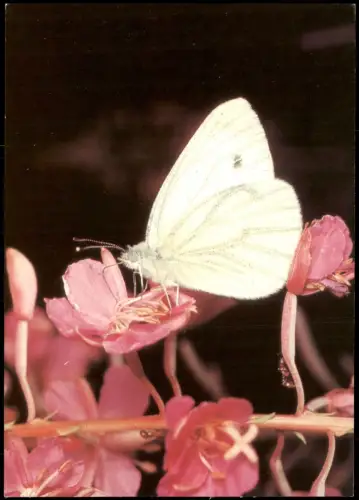 Ansichtskarte  DDR AK Tiere: Schmetterling Butterfly RAPSWEISSLING 1982