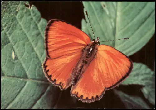 DDR AK Tiere: Butterfly Schmetterling DUKATENFALTER, FEUERFALTER 1982