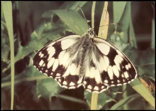 DDR AK Tiere: Butterfly Schmetterling DAMENBRETT, SCHACHBRETT 1982