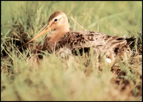 Ansichtskarte  Tiere (Allgemein) DDR AK Hudernde Uferschnepfe 1982