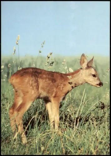 Ansichtskarte  DDR Postkarte Tiere - Reh Rehkitz 1982