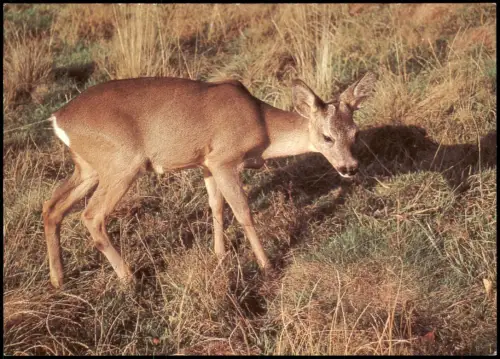 Ansichtskarte  DDR Postkarte Tiere - Reh Bockkitz 1982