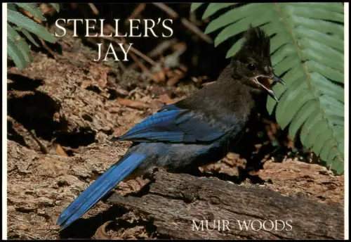 Ansichtskarte  Steller's Jay (Diademhäher) in Muir Woods 1985