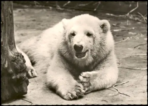 Ansichtskarte Leipzig Junger Eisbär im Leipziger Zoo Ice Bear Bär 1961