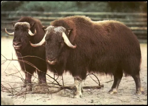 Friedrichsfelde-Berlin Tierpark Berlin Moschusochsen DDR AK 1970