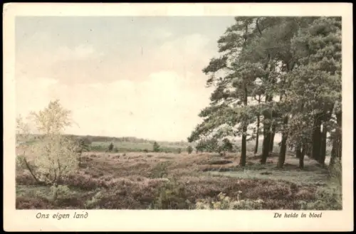 Postkaart .Niederlande Blühende Heidelandschaft 1920