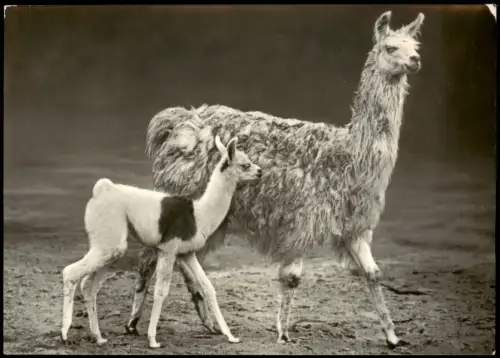 Ansichtskarte Friedrichsfelde-Berlin Lamastute mit Fohlen im Tierpark 1965