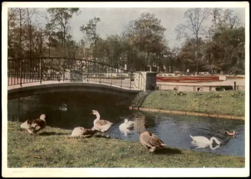 Ansichtskarte Friedrichsfelde-Berlin Wassergeflügel auf dem Quergraben 1956
