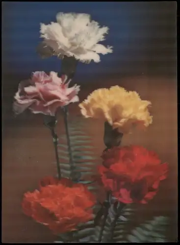 Ansichtskarte  Nelken (Carnations) - 3D-Postkarte 1982 3D/Stereoskopie