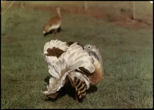 Friedrichsfelde-Berlin Tierpark - Großtrappe, Hahn in der Balz 1973