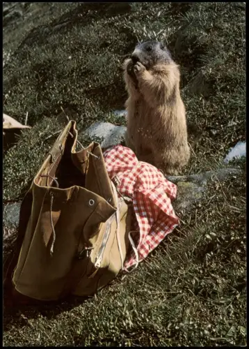 Ansichtskarte  Murmeltier mit Rucksack 1970  Stempel Julierpass