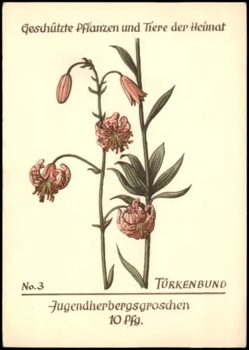 Geschützte Pflanze TÜRKENBUND Serien-AK mit Jugendherbergsgroschen 10 Pfg. 1960