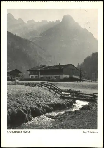 Ansichtskarte .Tirol Stimmungsbild Tirol Wilder Kaiser Erwachende Natur 1961