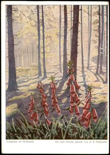 Ansichtskarte  Fingerhut im Hochwald 1955