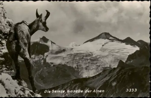 Ansichtskarte  Die Gemse, Gazelle der Alpen 1959