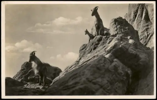 Stellingen-Hamburg Tierpark Hagenbeck, Hochgebirge mit Tahrziegen 1930